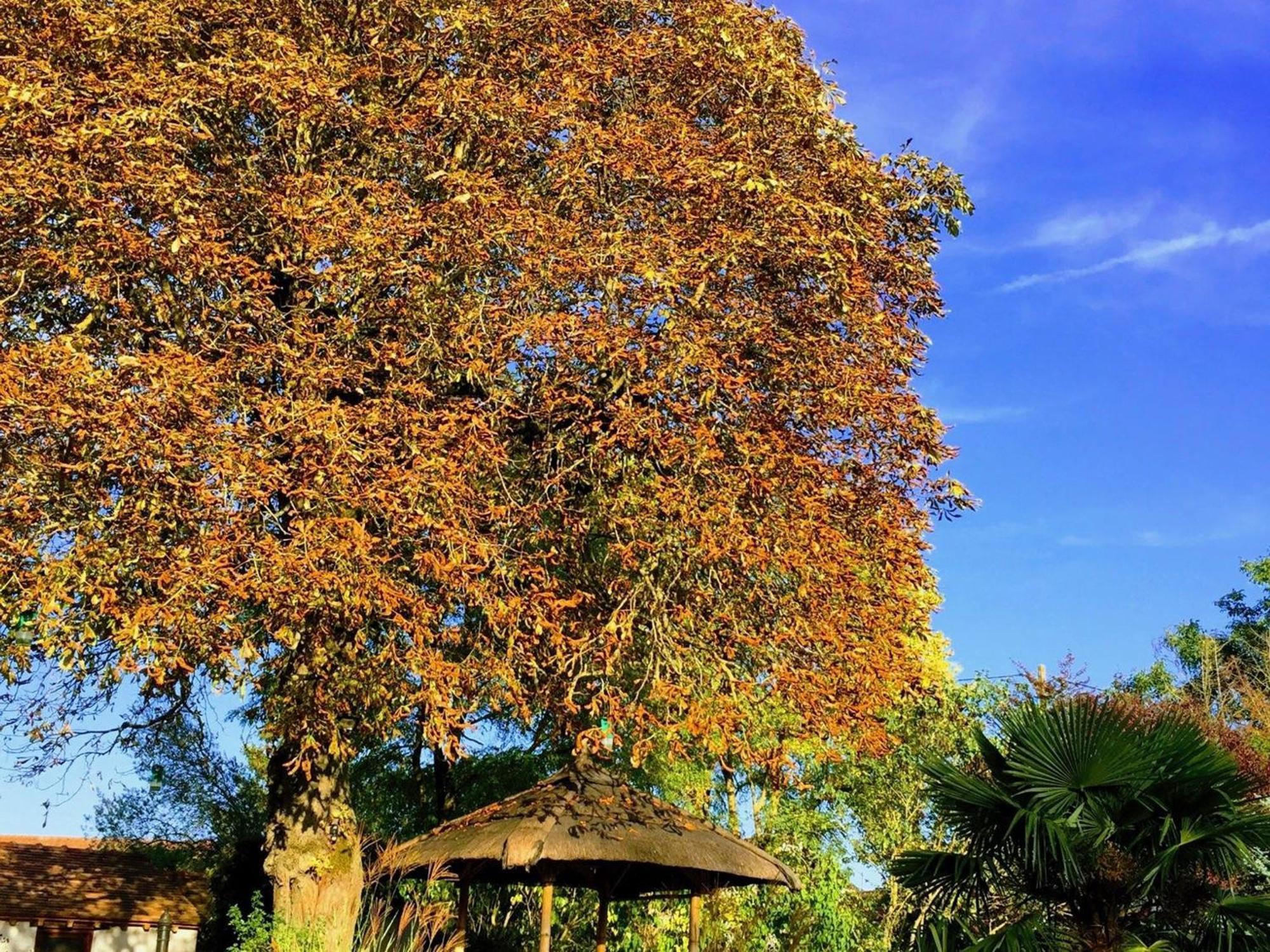 Tavers Charme Au Coeur Des Chateaux De La Loire Avec Wifi - Fr-1-590-305 Bed & Breakfast エクステリア 写真